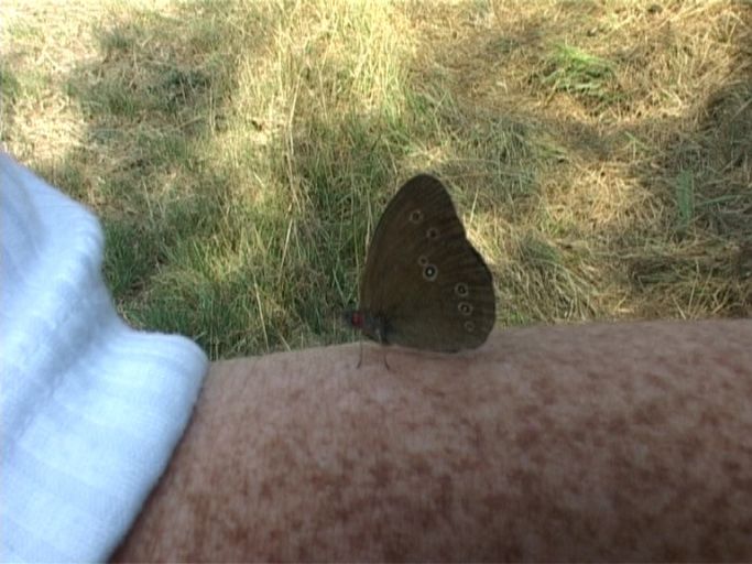 Brauner Waldvogel ( Aphantopus hyperantus), Flügelunterseite : Kaiserstuhl, 11.07.2006